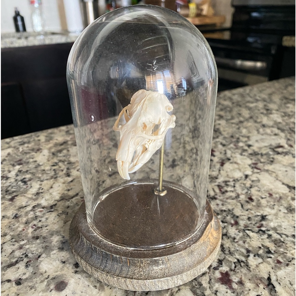 Gopher Skull in glass dome display